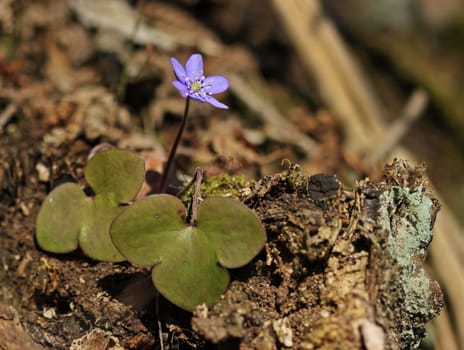 Liver flower (Hepatica nobilis)