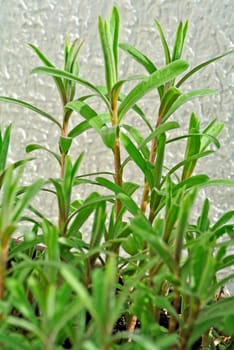 Tarragon