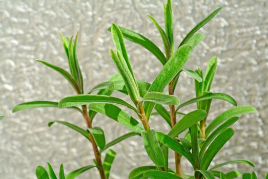 Tarragon