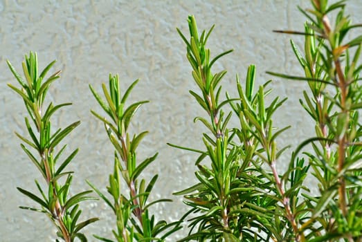 Rosemary,Rosemary offic.