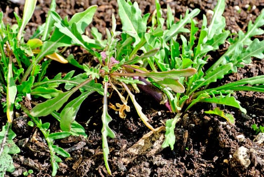 Ruccola