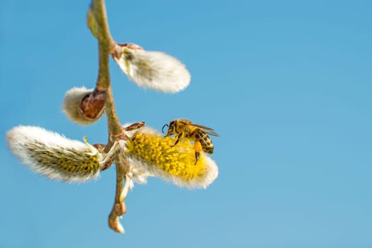 Willow blossom with bee