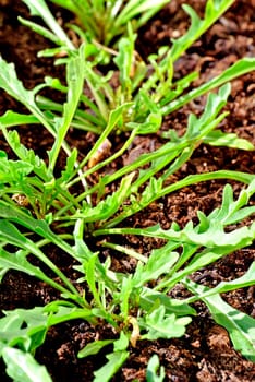 Ruccola