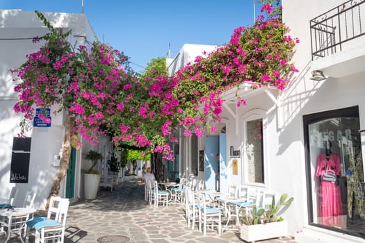 Large bougainvillea in the streets of Parikia, Paros