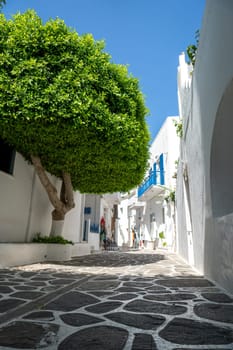 Tree in the streets of Parikia, Paros