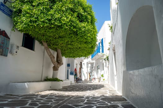 Tree in the streets of Parikia, Paros