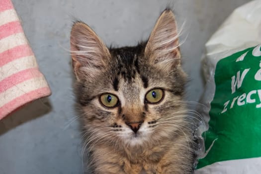 One small tabby gray kitten, close up portrait