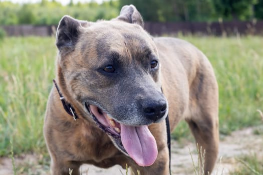 Staffordshire Terrier in the field, close up portrait