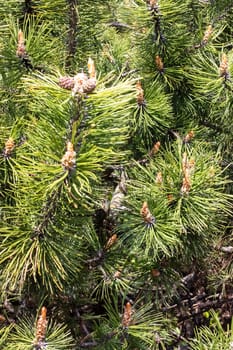 Small cones on a pine branch close up