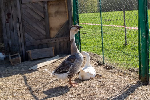 Geese in the yard on the farm close up