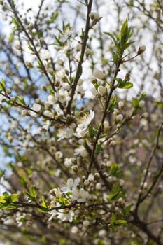 White bright cherry blossoms on a branch close up