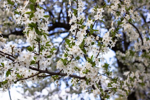 White bright cherry blossoms on a branch close up