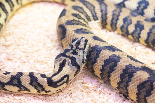 Small brown snake in a terrarium close up