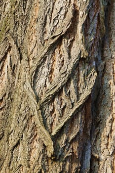 Bark