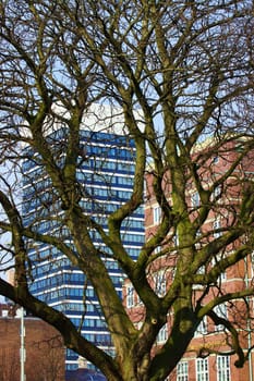 Giant tree