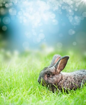 Sweet Easter bunny in the spring meadow with blue sunny sky