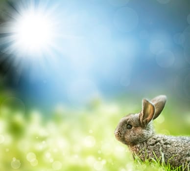 Sweet Easter bunny in the spring meadow with blue sunny sky
