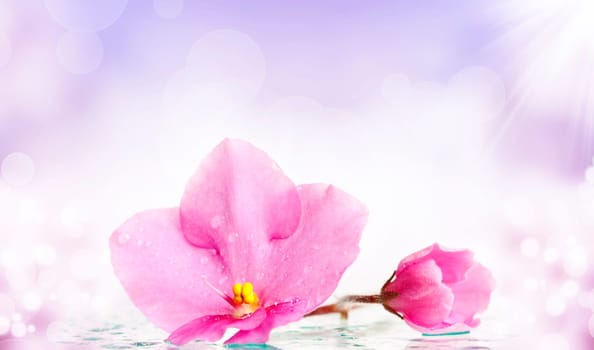 Close up on a pink flower with water drops on bright spring background