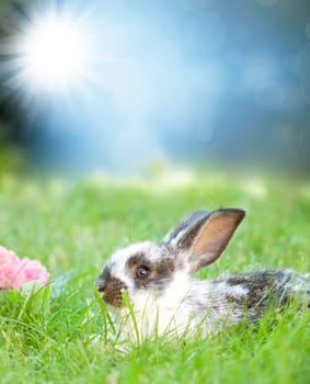 Sweet Easter bunny in the spring meadow with blue sunny sky