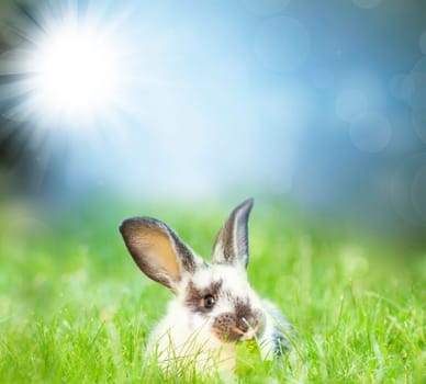 Sweet Easter bunny in the spring meadow with blue sunny sky