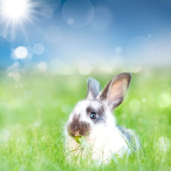 Sweet Easter bunny in the spring meadow with blue sunny sky