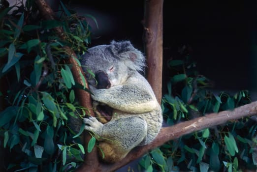 Koala resting on Eucalyptus tree branch