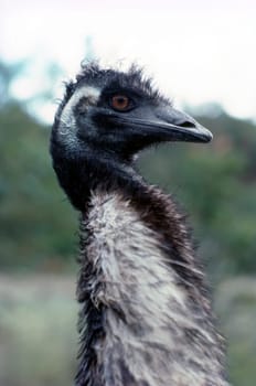 Close up of a Emu