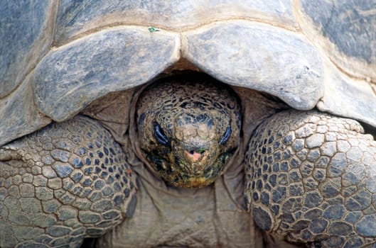 Close up of a  Galapagos Tortoise
