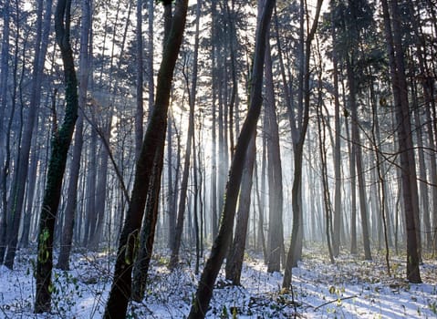 Forest in winter with snow and sun reys