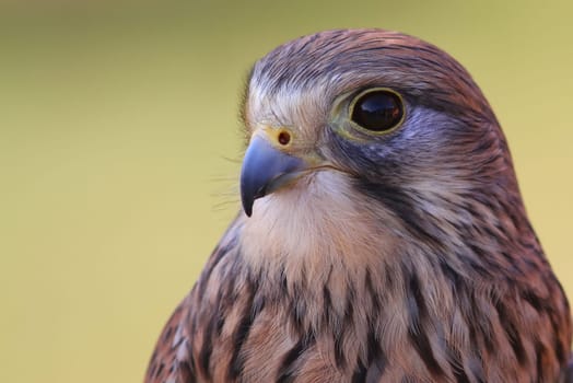 Kestrel