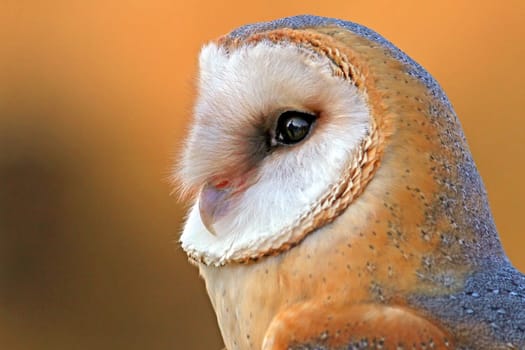 Barn owl