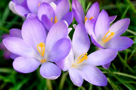 Purple Crocus Flowers on Grass,Macro Exterior Shot