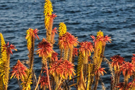 Flowers Of The Aloe Vera Plant on a Water Background