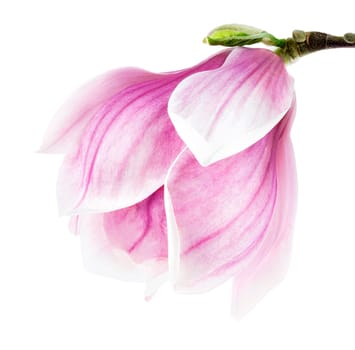 Bright studio shot of a magnolia blossom on a white background
