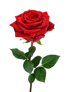 A fully blossomed red rose with stems and leaves on a pure white background