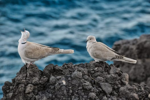 Pigeon on the Volcanic Rocks nea Atlantic Ocean
