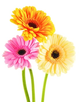 Composition with three gerberas isolated on white background