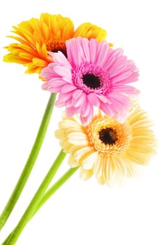 Composition with three gerberas isolated on white background