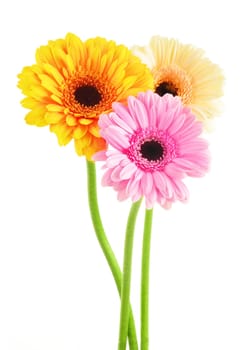 Composition with three gerberas isolated on white background