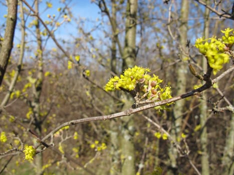 Flowers of the cornel cherry