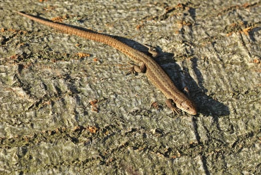 Forest lizard (Zootoca vivipara) on tree trunk
