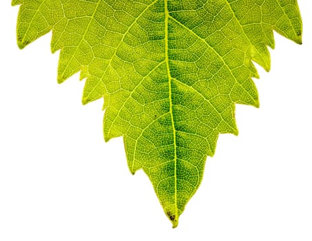backlit leaf isolated on a white background