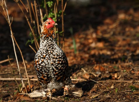 Colorful chicken