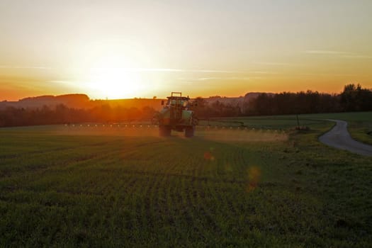 Weed control at sunset
