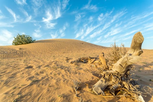Desert landscape with a dry tree branch and green vegetation on top of a small sand hill