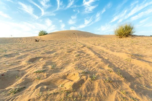 Desert landscape with a dry tree branch and green vegetation on top of a small sand hill