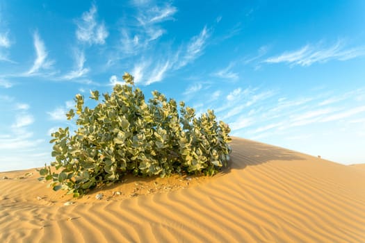 Desert landscape with a dry tree branch and green vegetation on top of a small sand hill