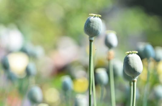 poppy capsule in poppy garden