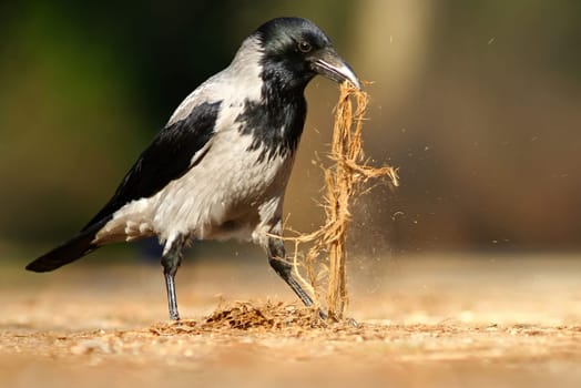 The Fog Crow (Corvus corone cornix)