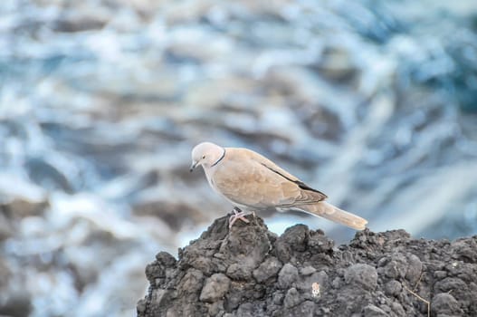 Pigeon on the Volcanic Rocks nea Atlantic Ocean